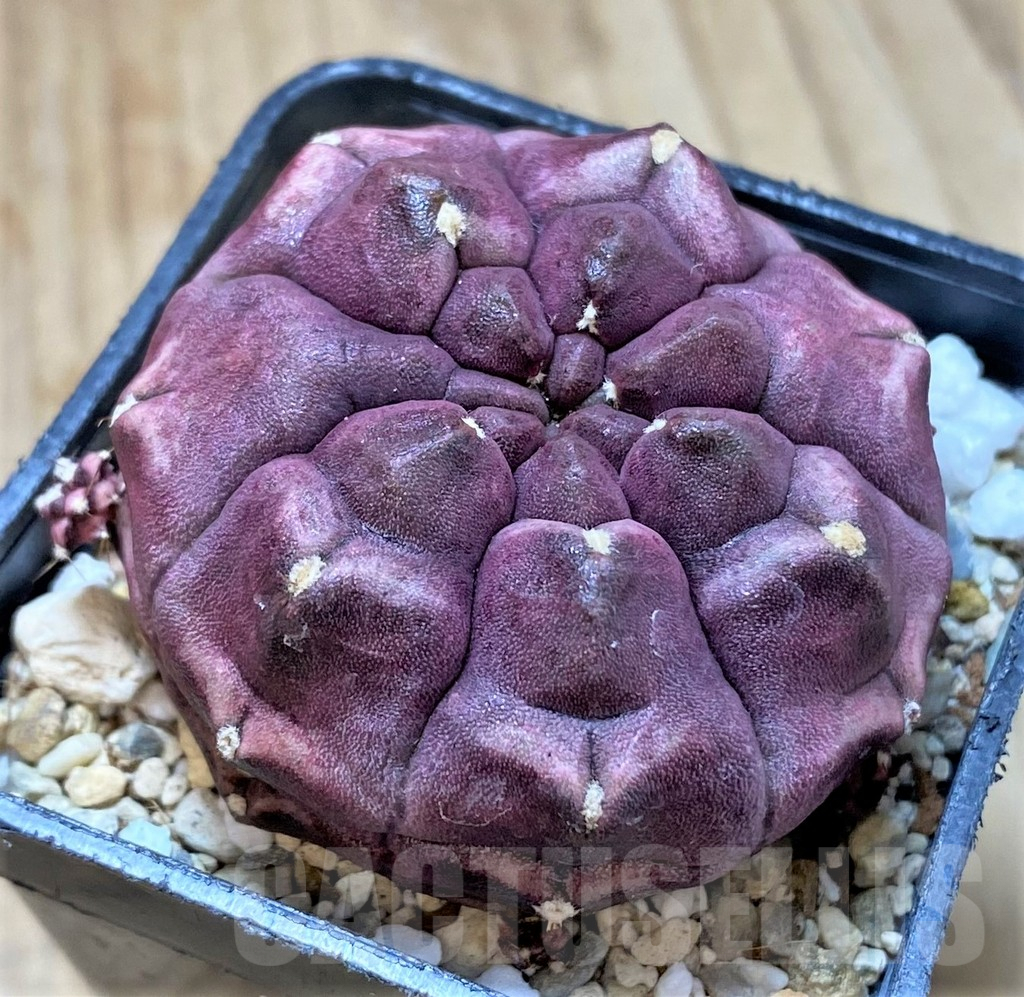 SHPR35355 Gymnocalycium mihanovichii ‘Day Dream’ - Image 2