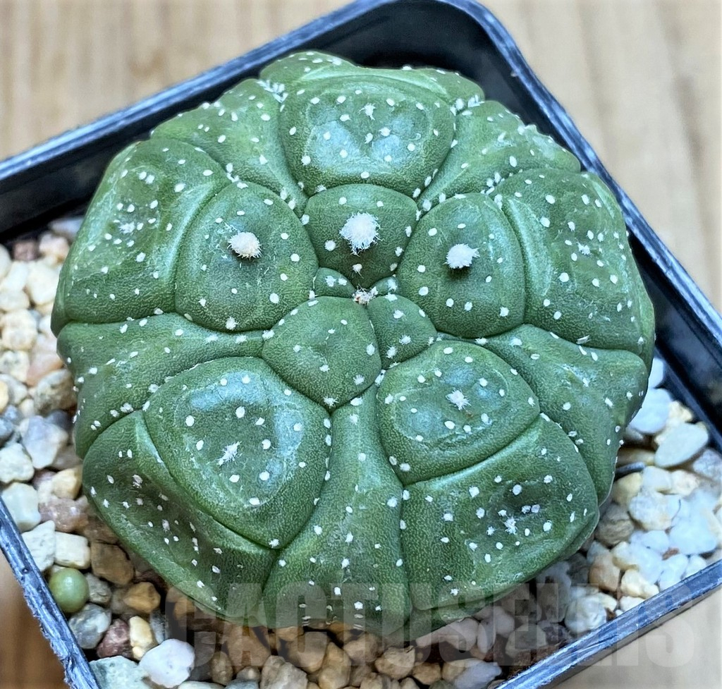 SHPR35406 Astrophytum asterias ‘Kikko’