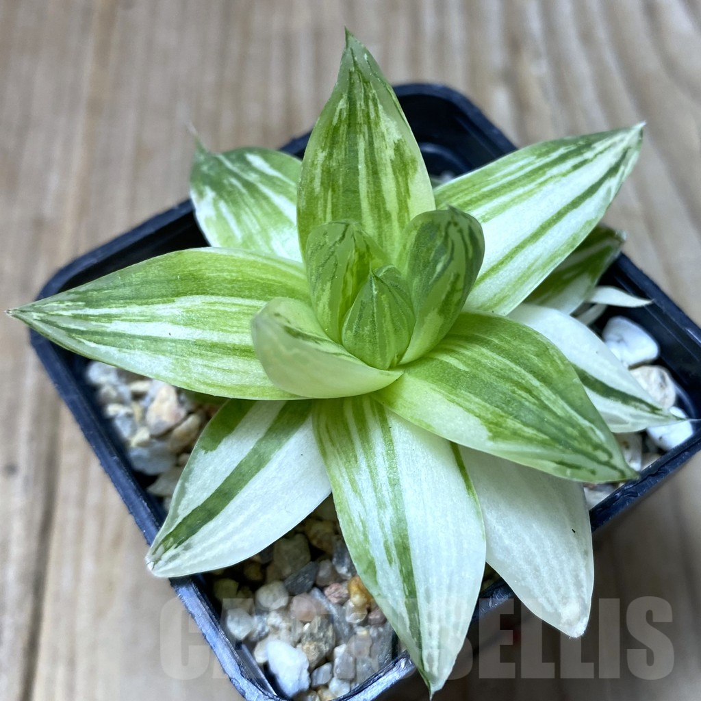 SHPR35148 Haworthia cymbiformis f. variegata