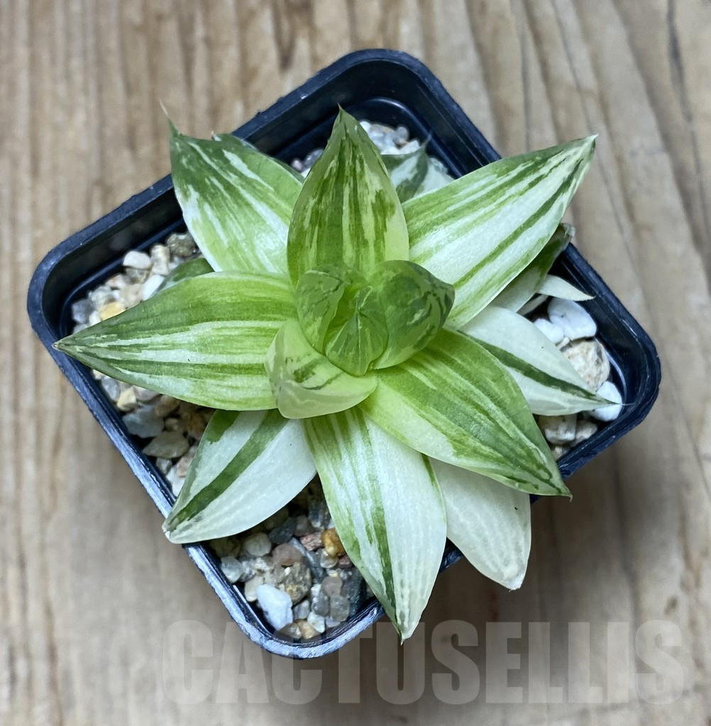 SHPR35148 Haworthia cymbiformis f. variegata - Image 2