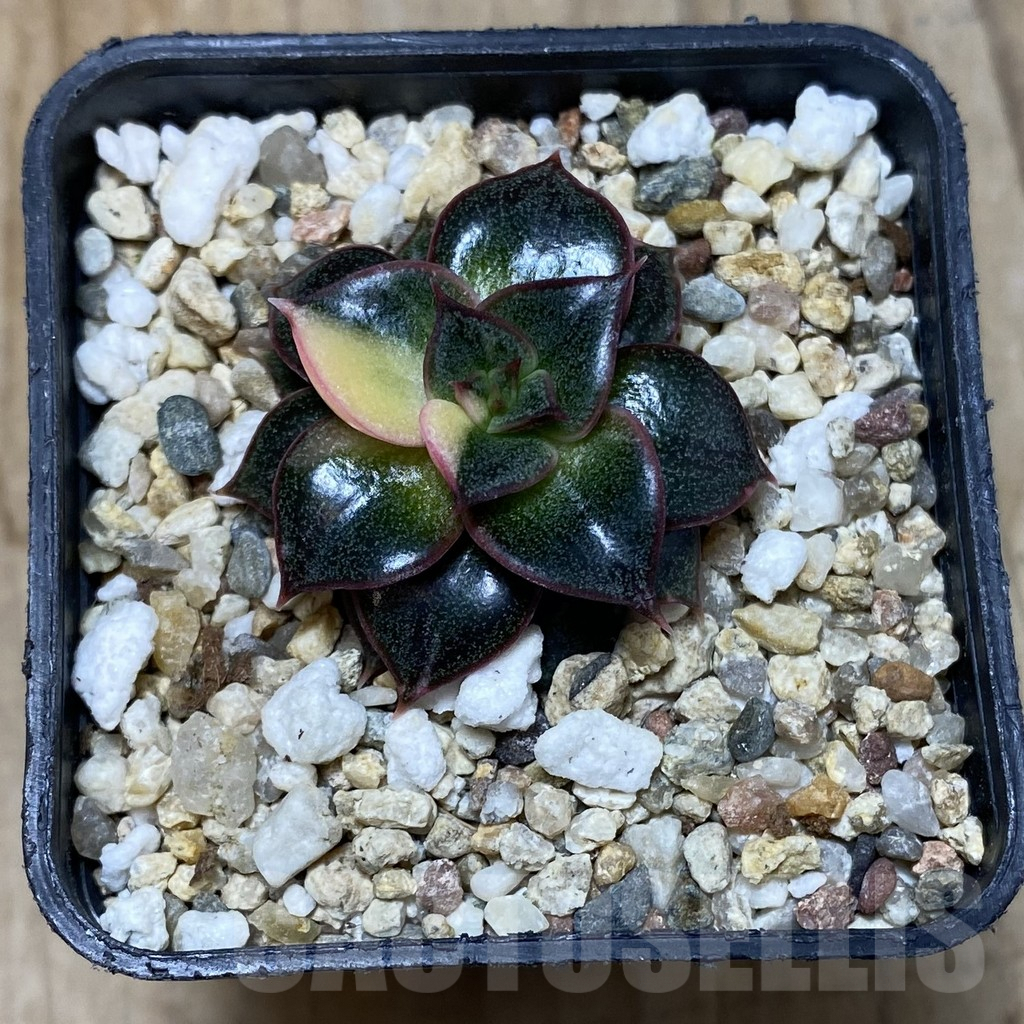 SHPR35149 Echeveria purpusorum f. variegata - Image 2