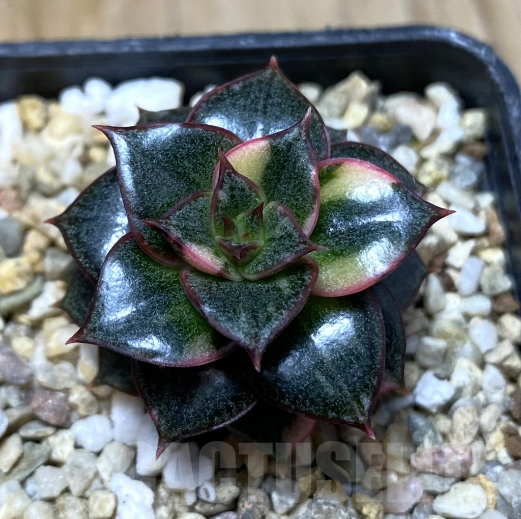 SHPR35150 Echeveria purpusorum f. variegata