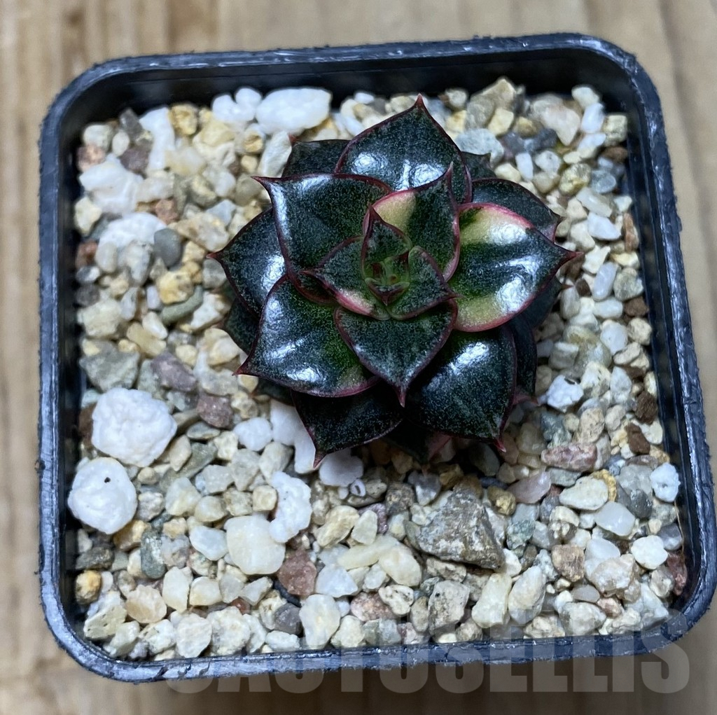 SHPR35150 Echeveria purpusorum f. variegata - Image 2