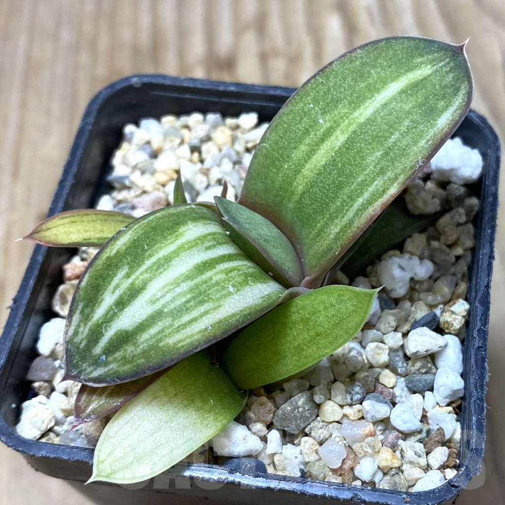 SHPR35152 Gasteria glomerata hybrid f. variegata