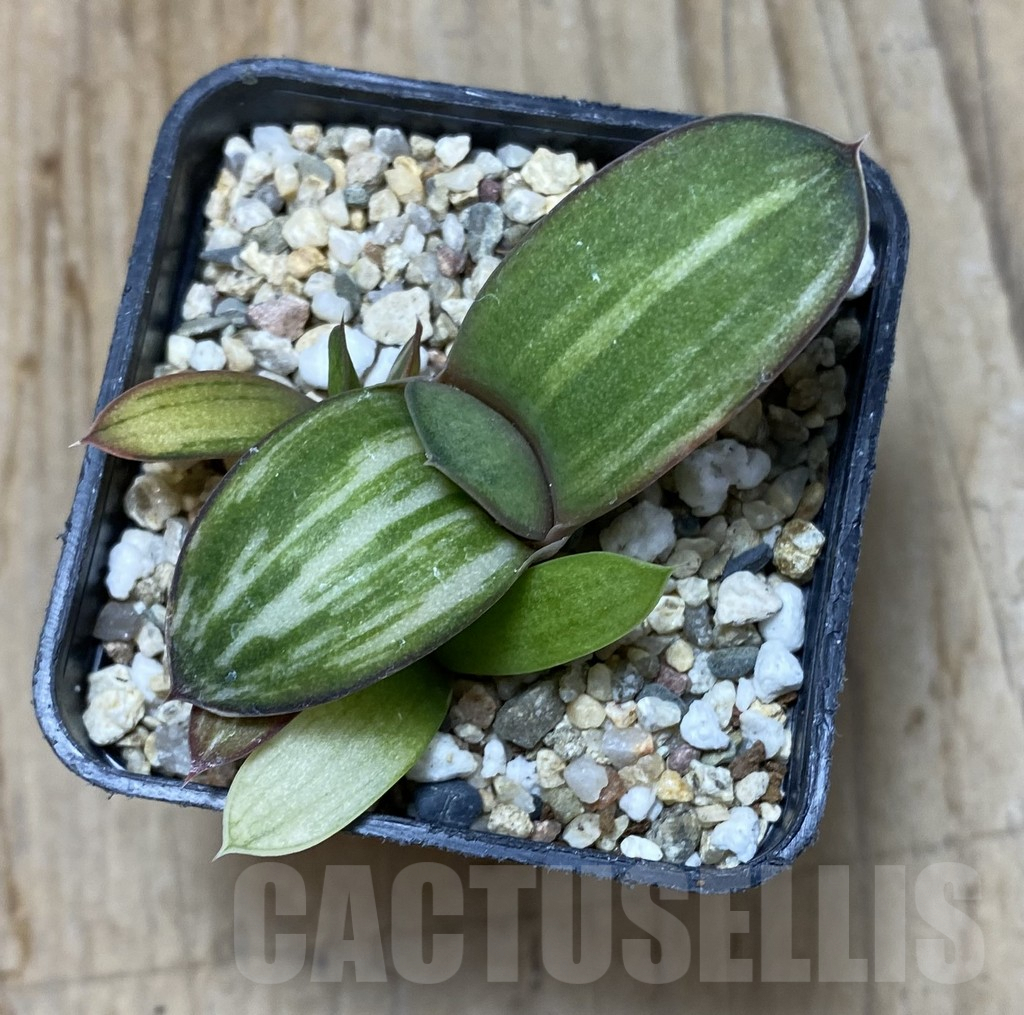 SHPR35152 Gasteria glomerata hybrid f. variegata - Image 2