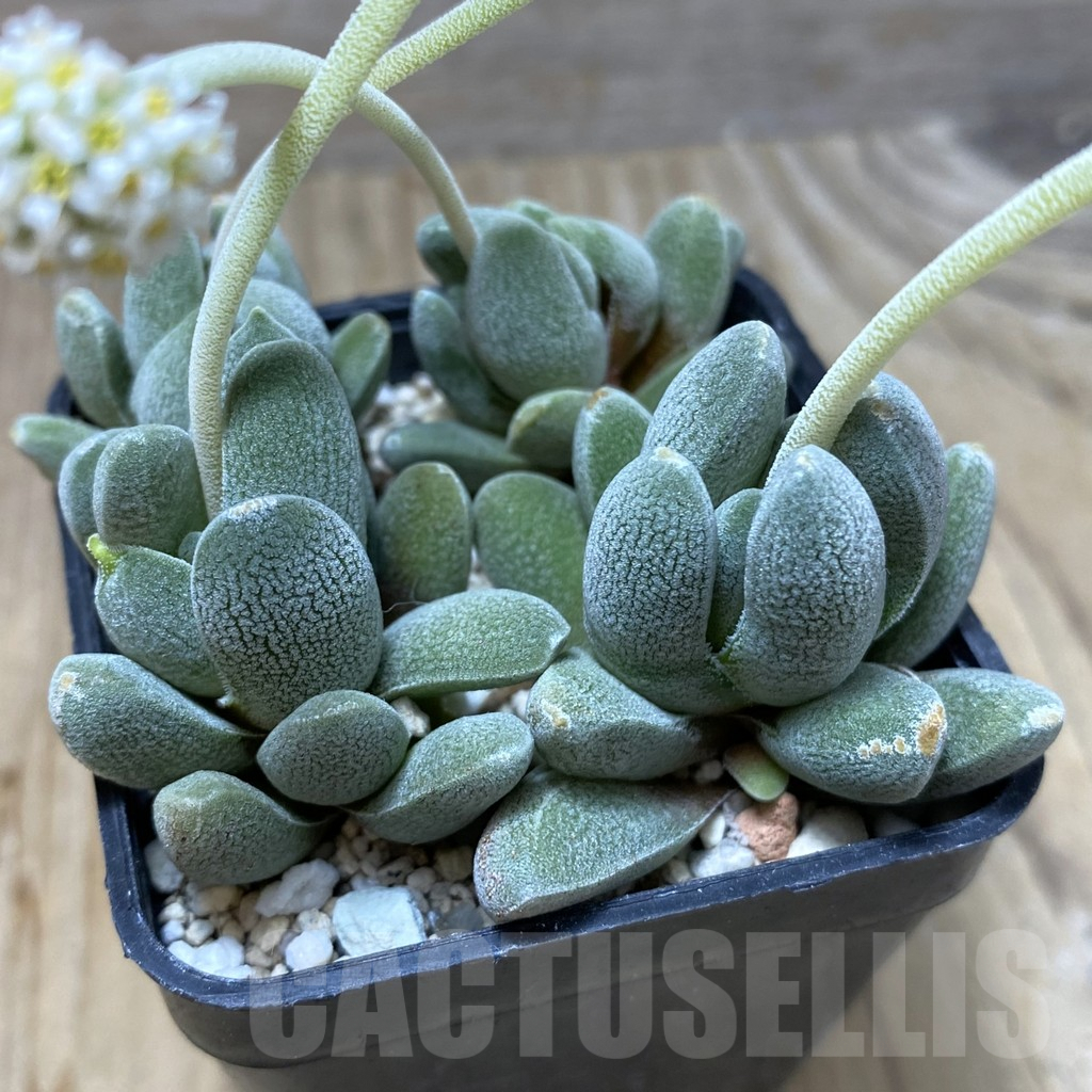 SHPR35153 Crassula tecta