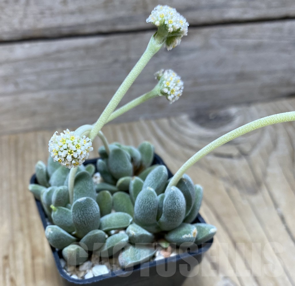 SHPR35153 Crassula tecta - Image 2