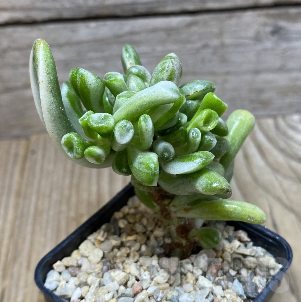 SHPR35154 Crassula ‘Hobbit’ f. variegata - Image 2
