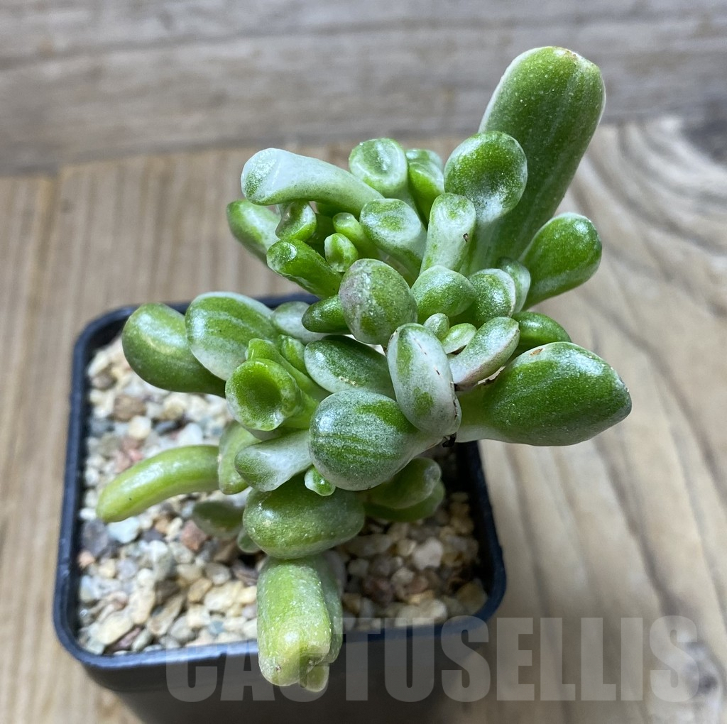 SHPR35154 Crassula ‘Hobbit’ f. variegata