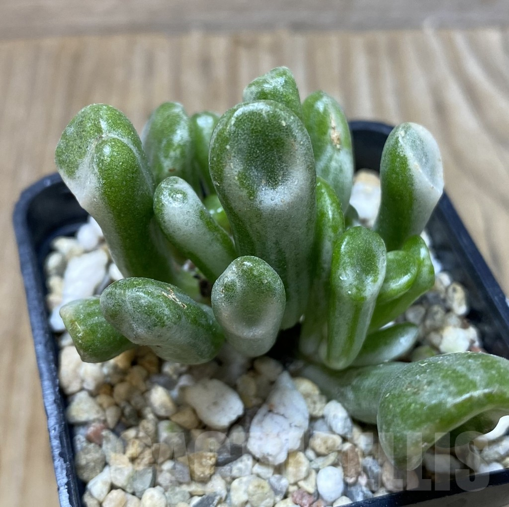SHPR35155 Crassula ‘Hobbit’ f. variegata