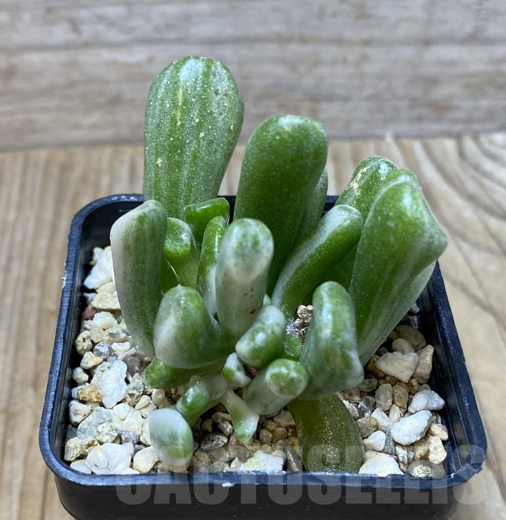 SHPR35155 Crassula ‘Hobbit’ f. variegata - Image 2