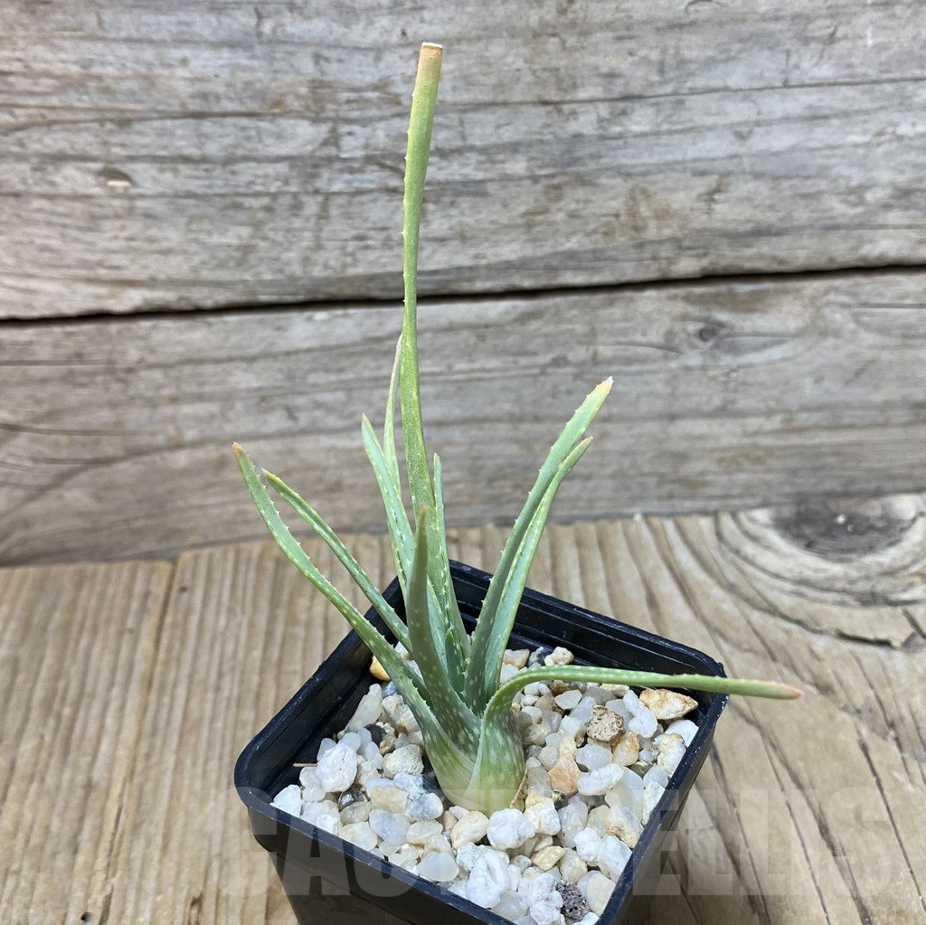 SHPR35157 Aloe bowiea - immagine 2