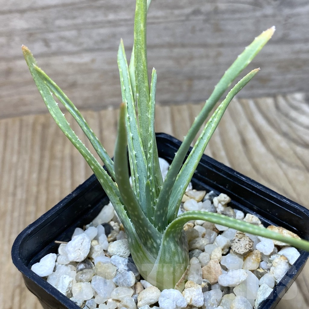 SHPR35157 Aloe bowiea