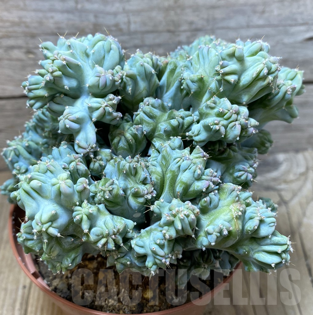 SHPR35160 Myrtillocactus geometrizans f. cristata