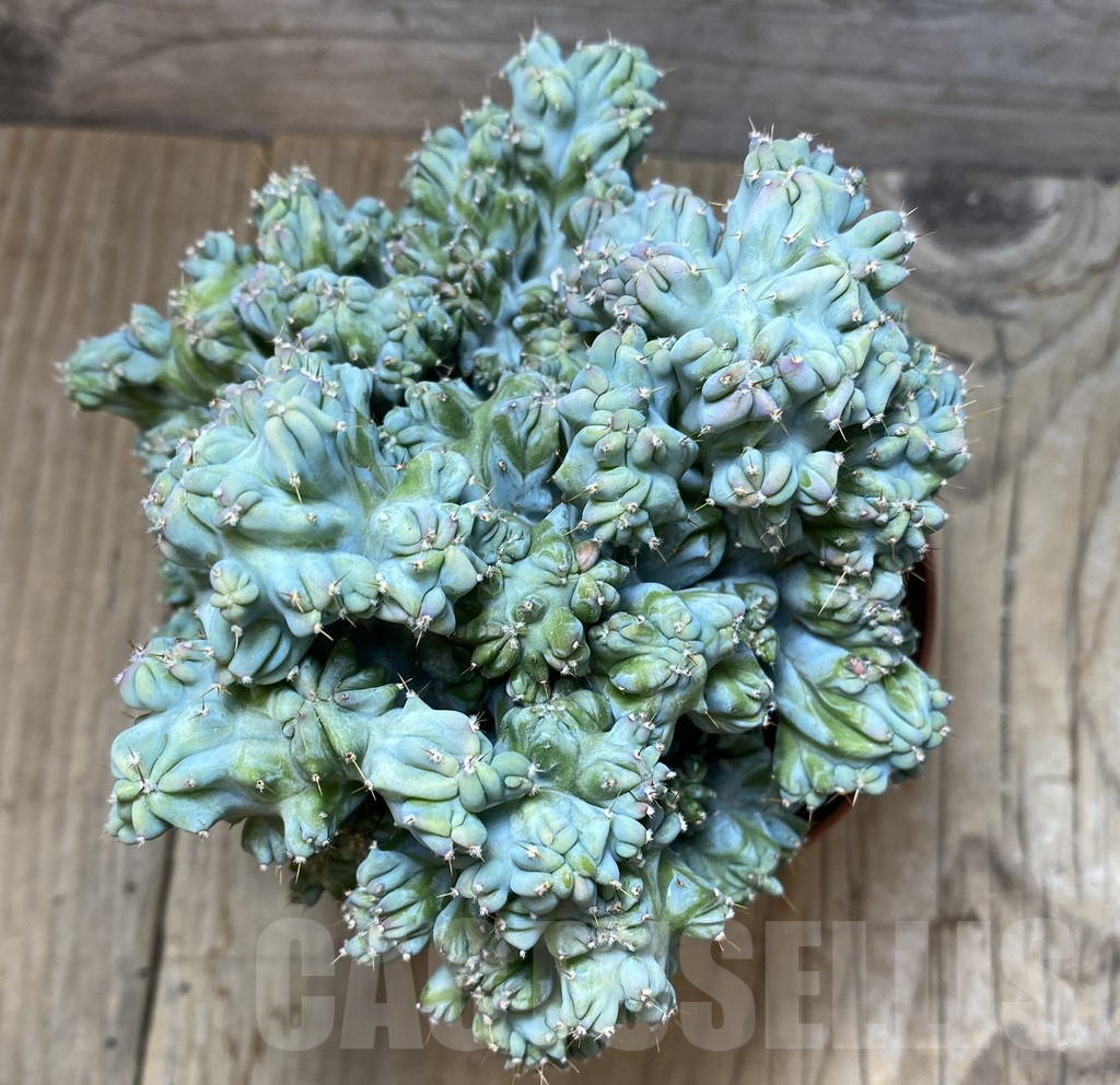 SHPR35160 Myrtillocactus geometrizans f. cristata - Obrázek 2