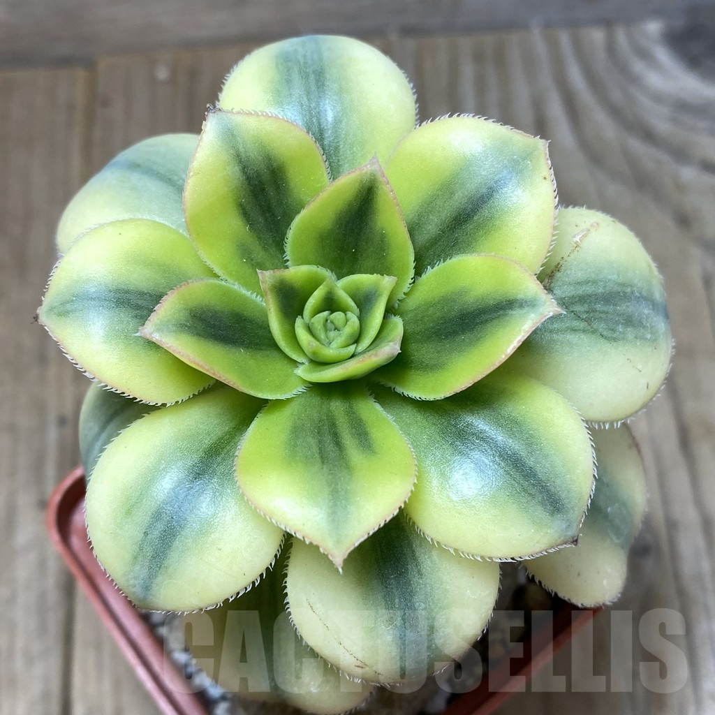 SHPR35162 Aeonium ‘Sunburst’
