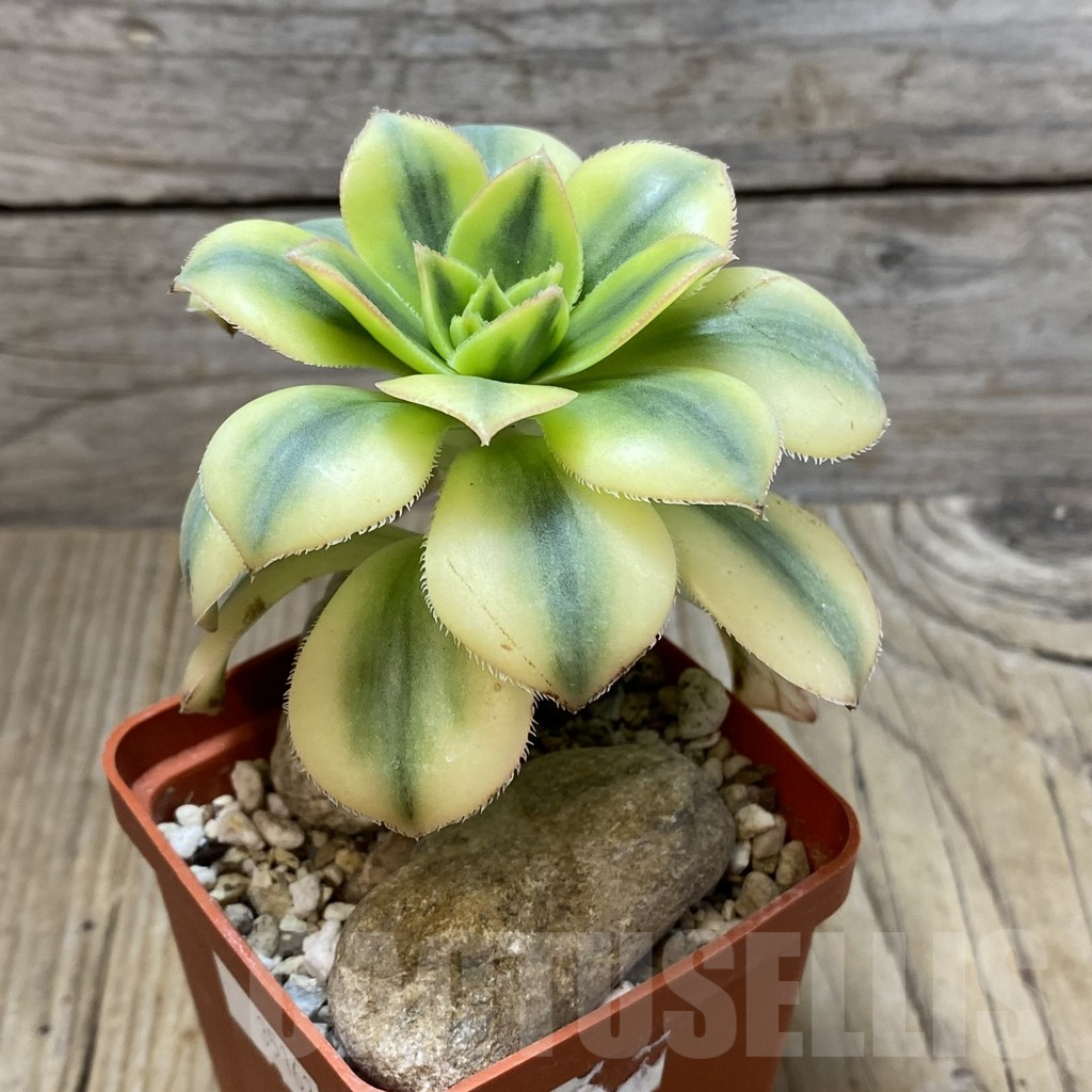 SHPR35162 Aeonium ‘Sunburst’ - Image 2