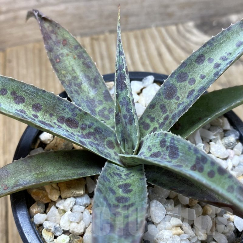 SHPR35168 Mangave ‘Pineapple Express’