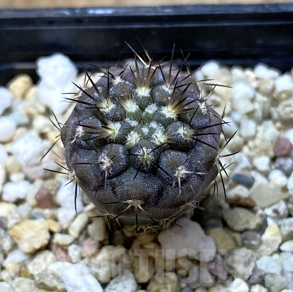 SHPR35124 Copiapoa marginata