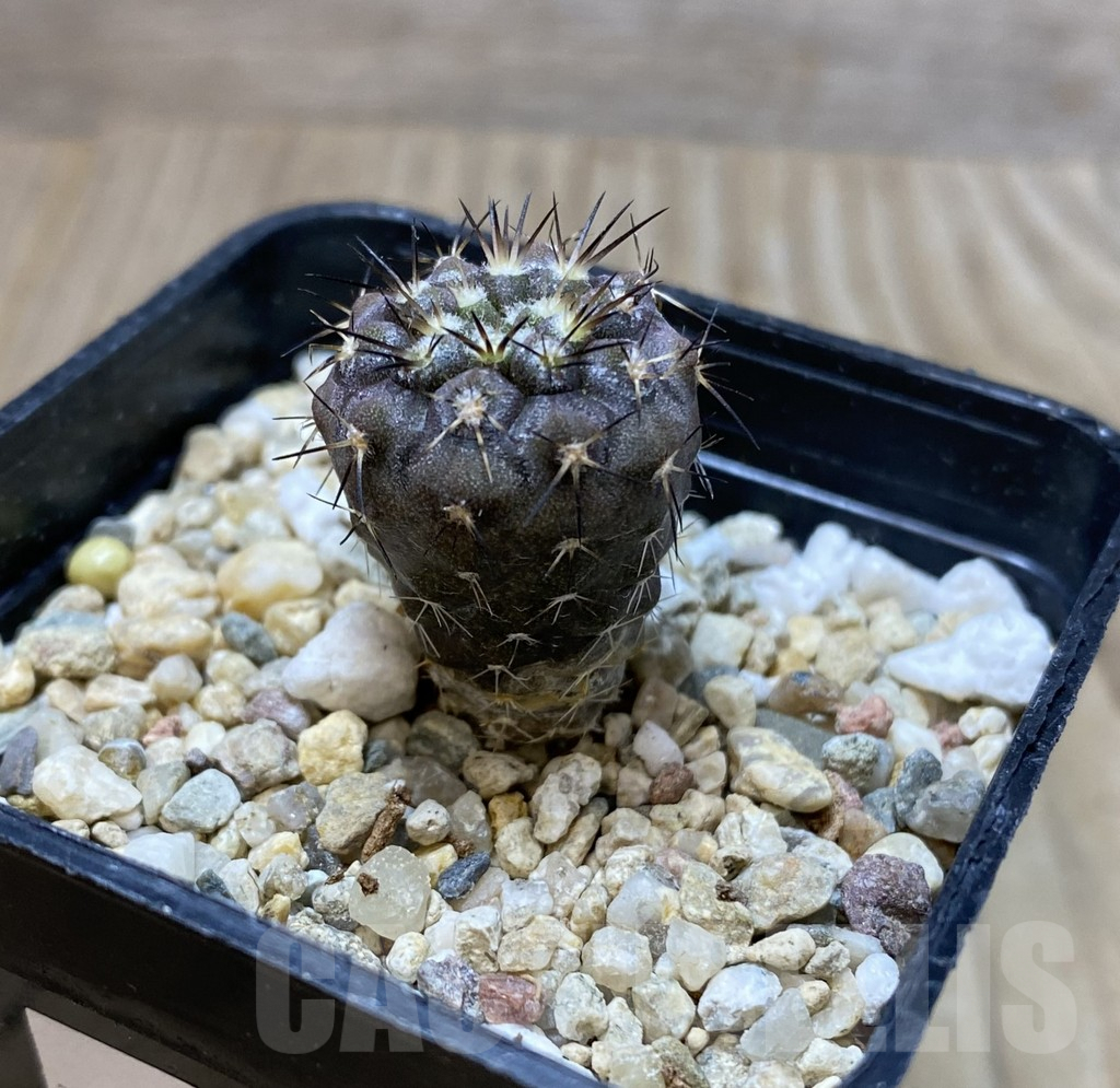 SHPR35124 Copiapoa marginata - immagine 2