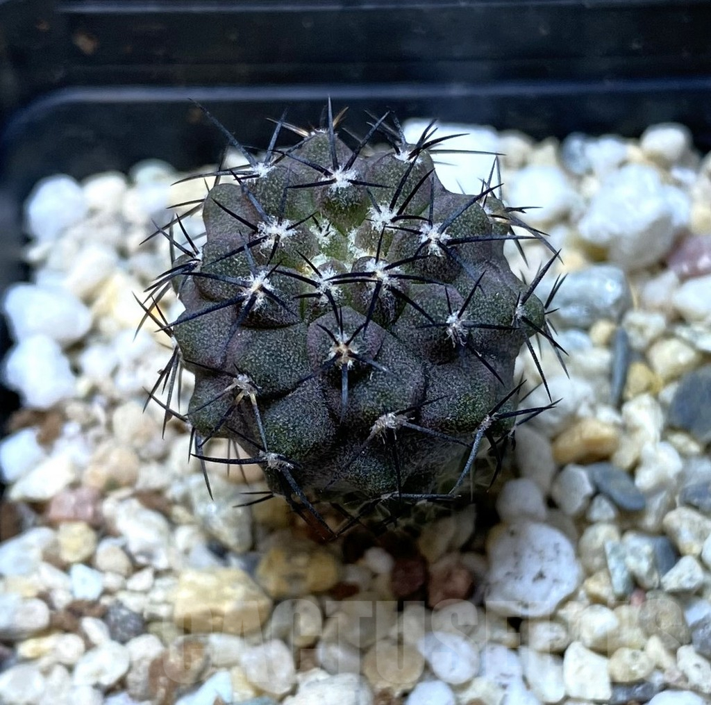 SHPR35125 Copiapoa marginata -Mooro Copiapo-