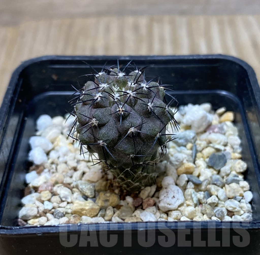 SHPR35125 Copiapoa marginata -Mooro Copiapo- - immagine 2