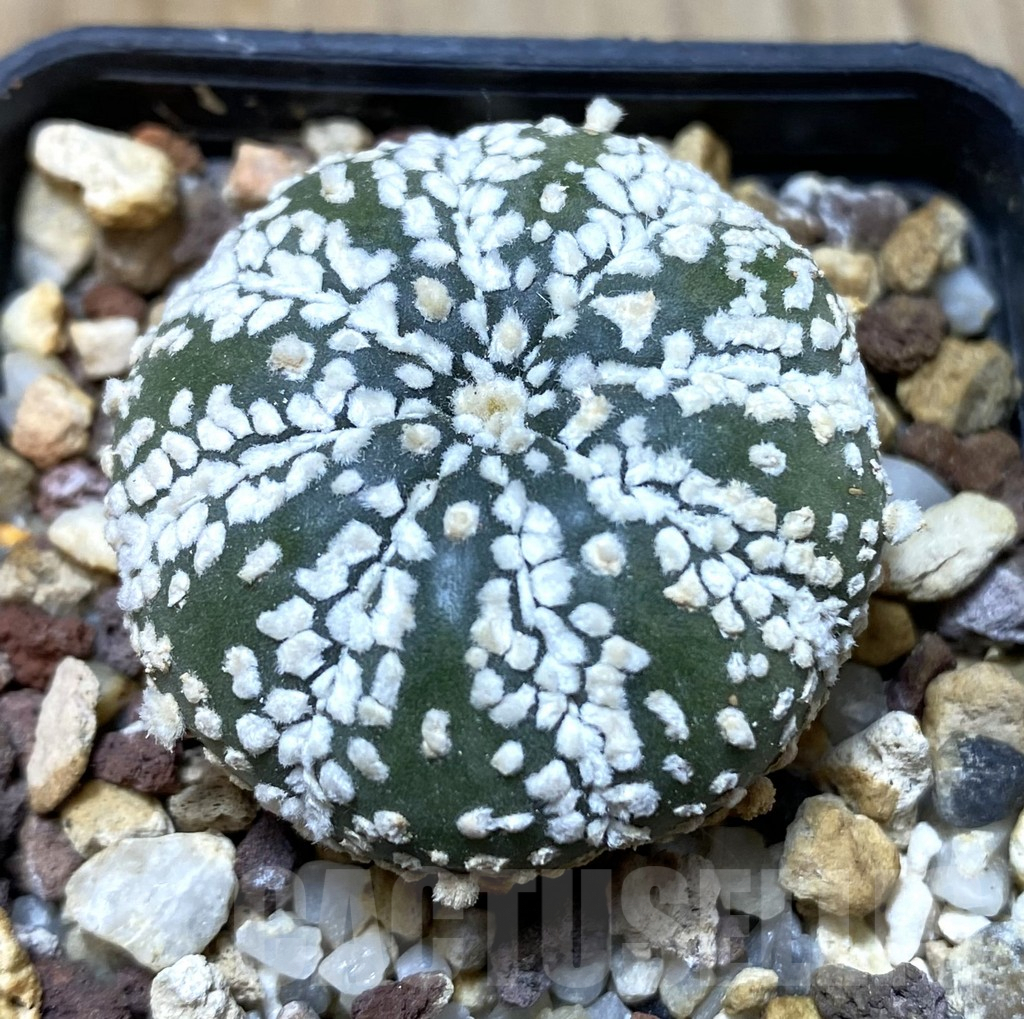 SHPR35127 Astrophytum asterias ‘Super Kabuto’