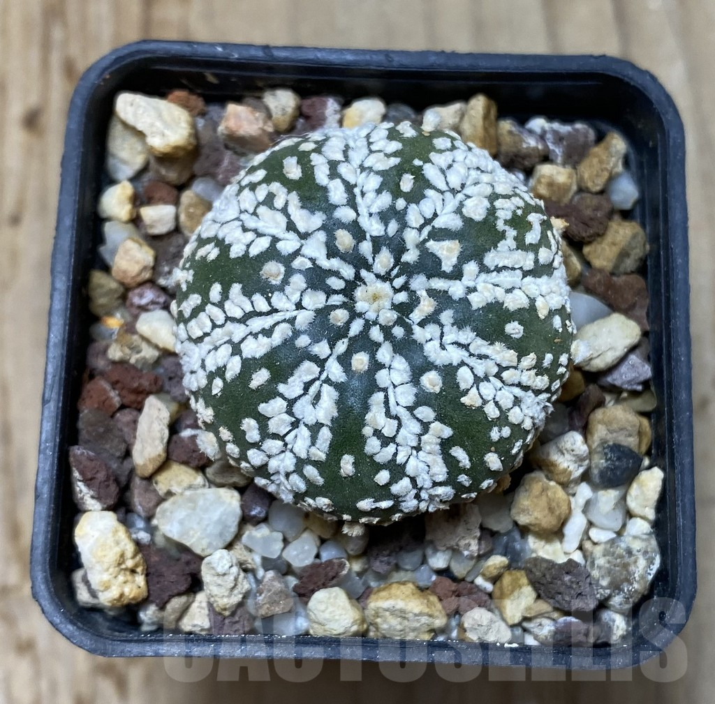 SHPR35127 Astrophytum asterias ‘Super Kabuto’ - immagine 2