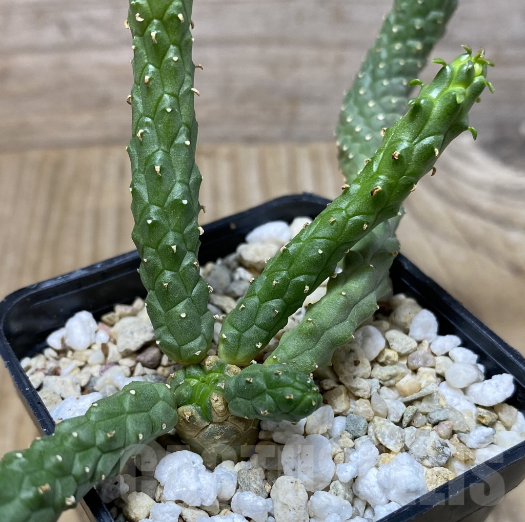 SHPR35131 Euphorbia inermis -Prava-true-