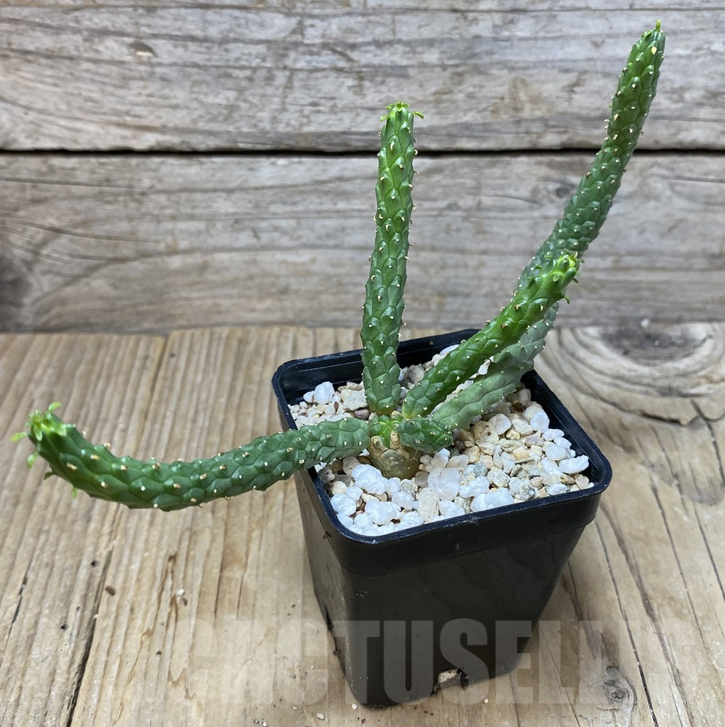 SHPR35131 Euphorbia inermis -Prava-true- - Image 2