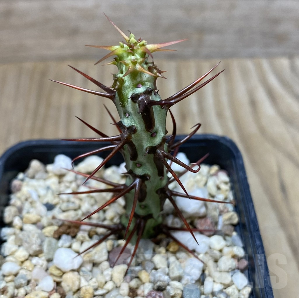 SHPR35133 Euphorbia aeruginosa v. major