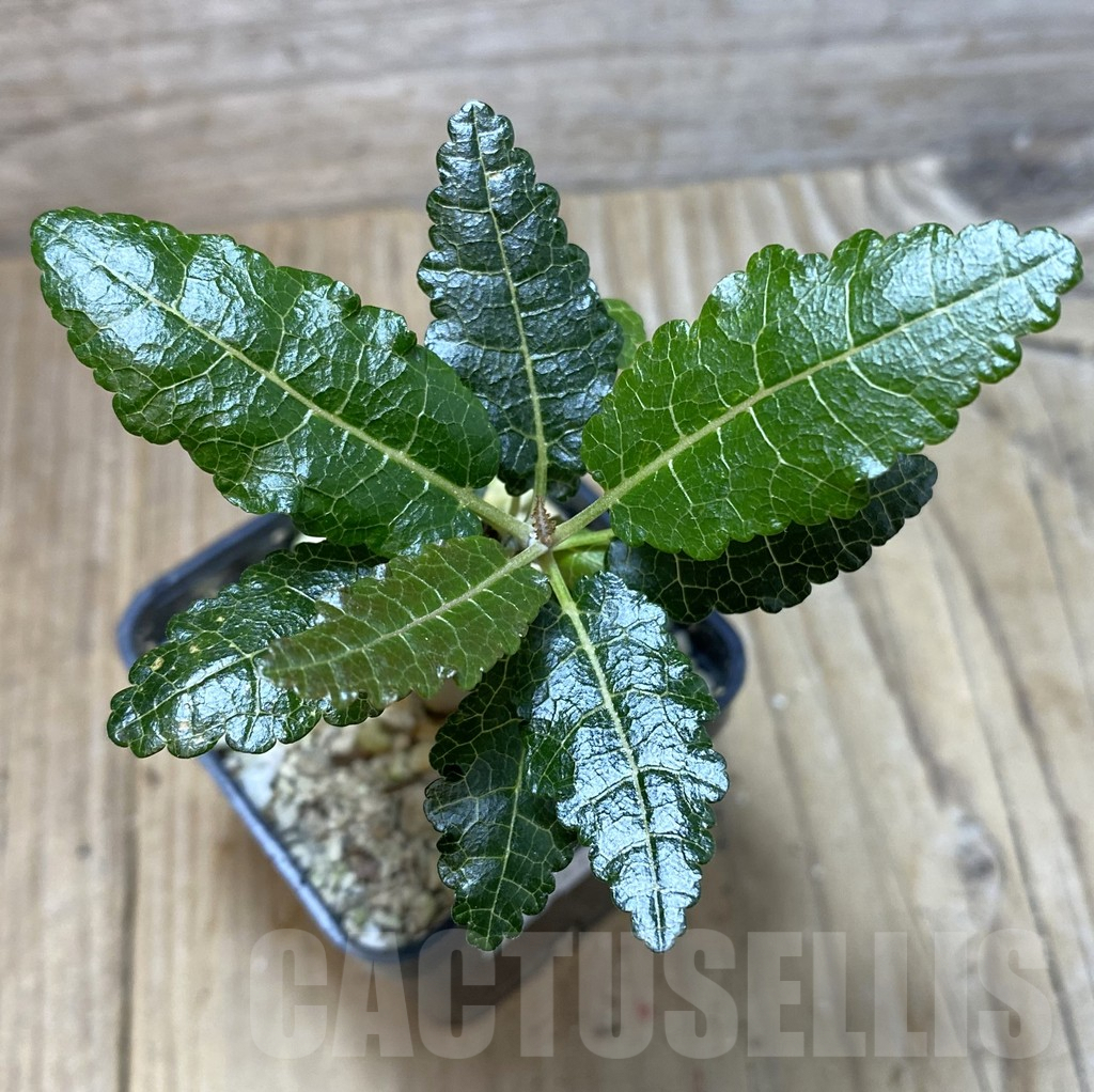 SHPR35135 Boswellia nana