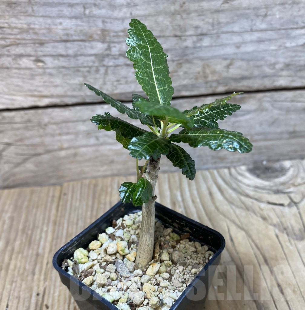 SHPR35135 Boswellia nana - Image 2