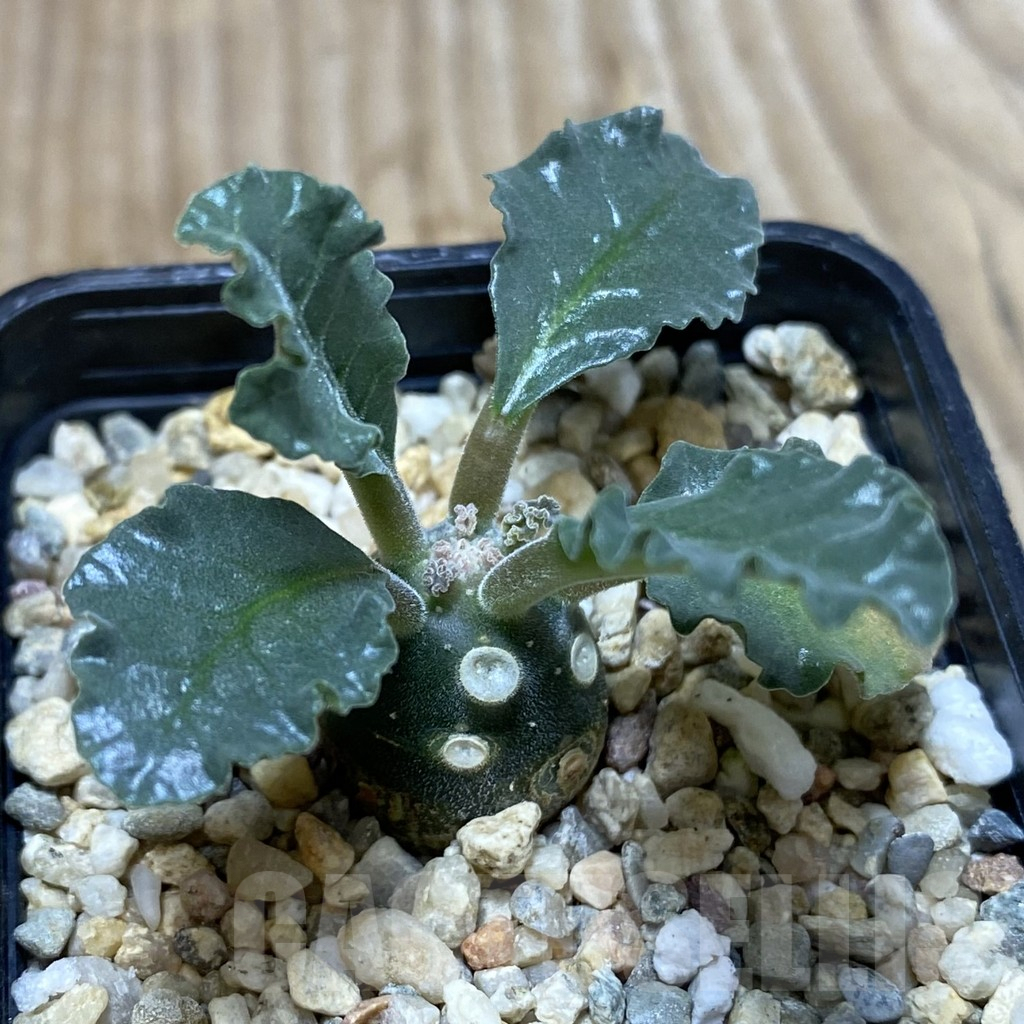 SHPR35136 Dorstenia lavrani