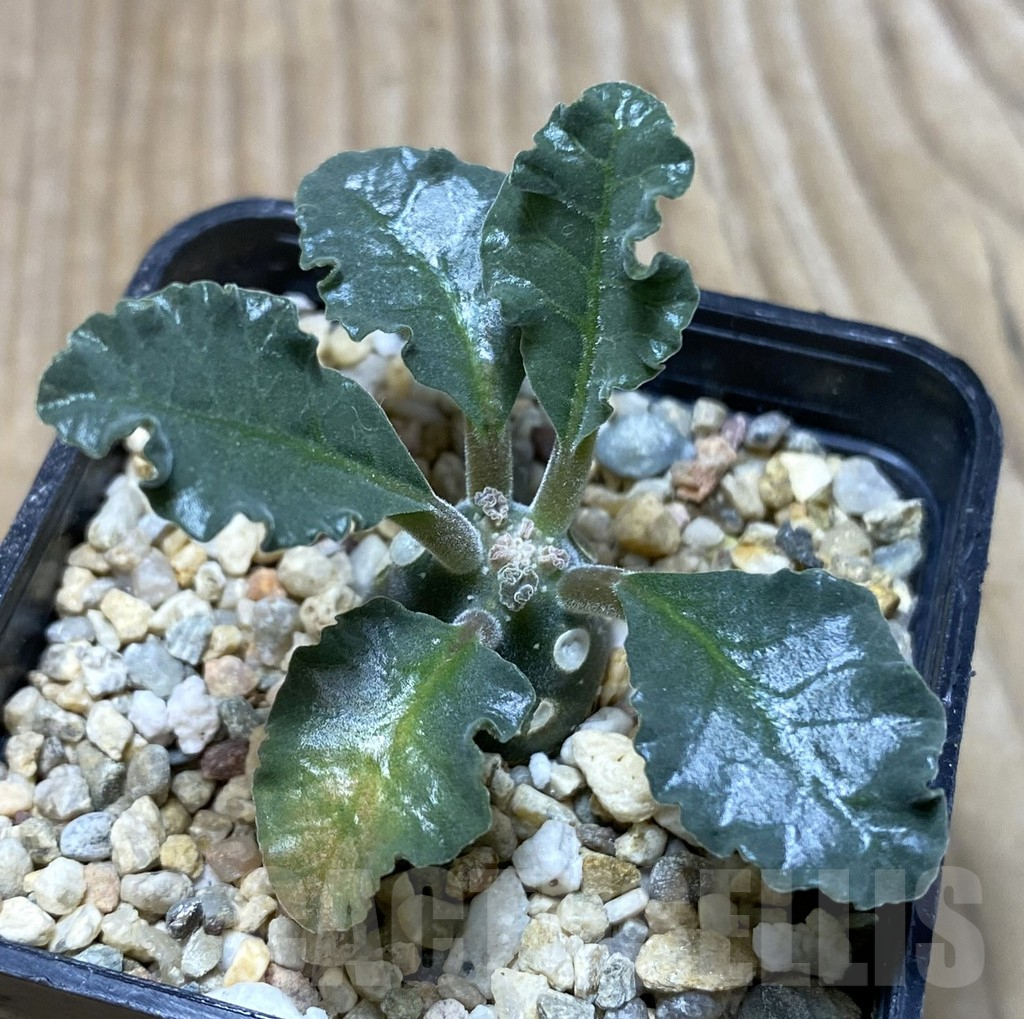 SHPR35136 Dorstenia lavrani - Image 2