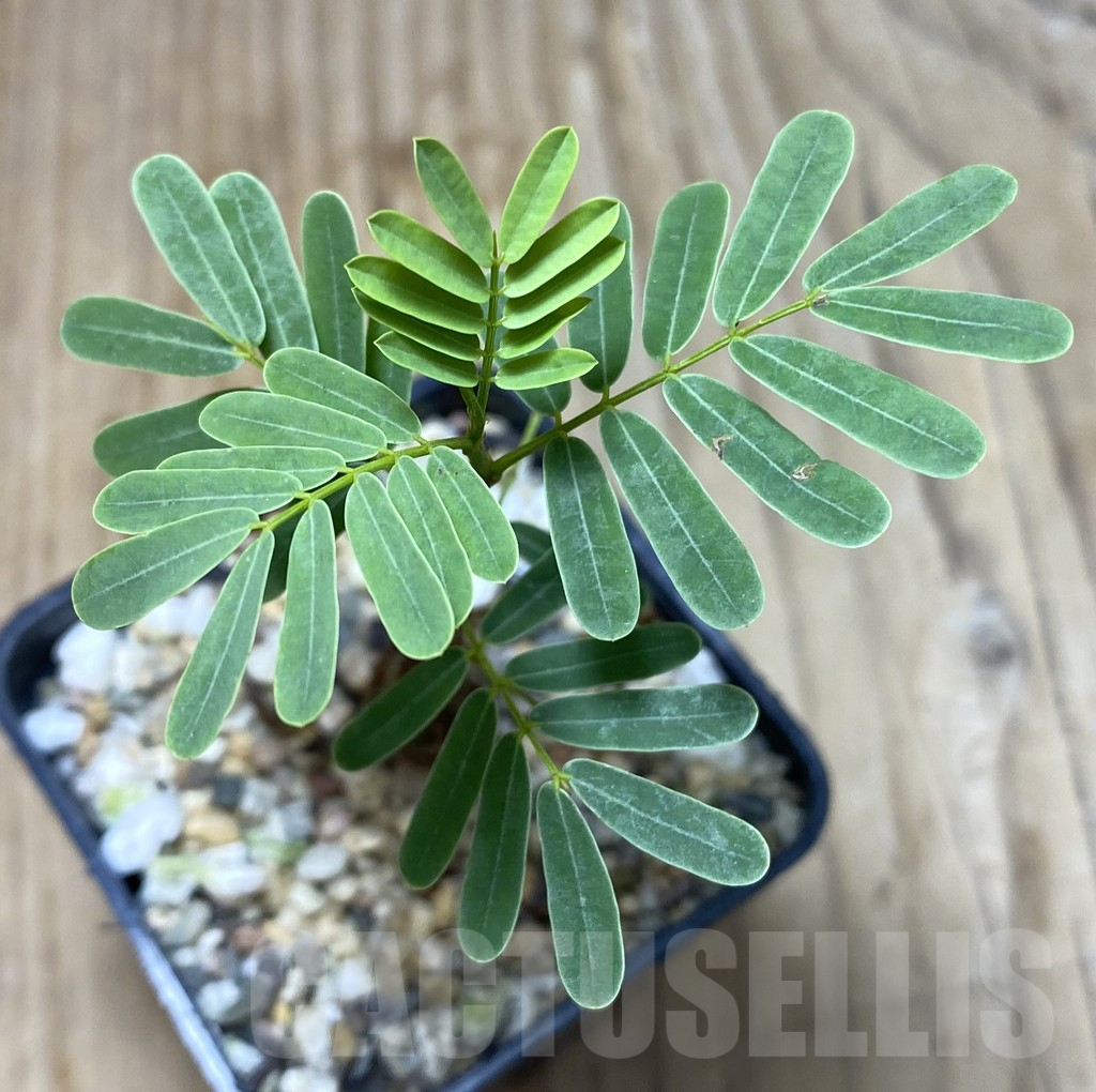 SHPR35137 Senna meridionalis