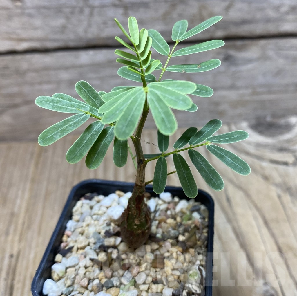 SHPR35137 Senna meridionalis - Image 2