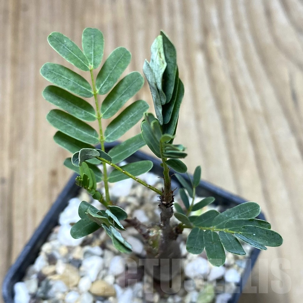 SHPR35138 Senna meridionalis