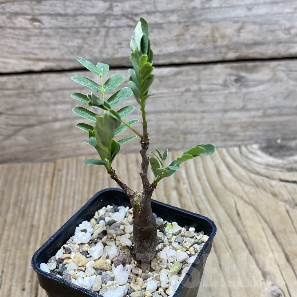 SHPR35138 Senna meridionalis – Bild 2