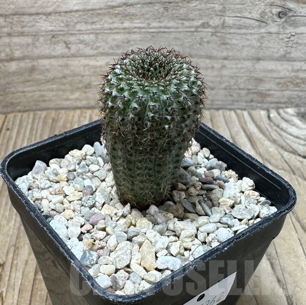 SHPR35362 Frailea chiquitana - Image 2