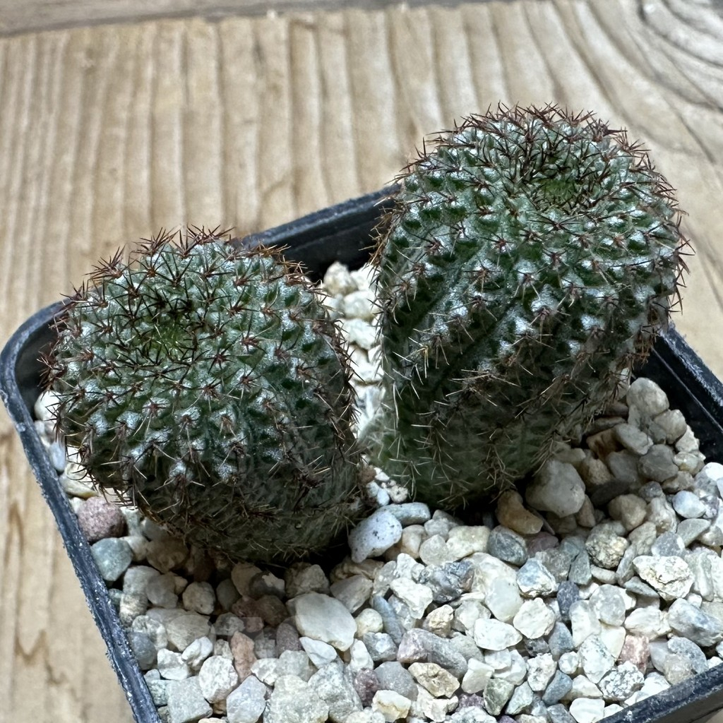 SHPR35363 Frailea chiquitana - Image 2