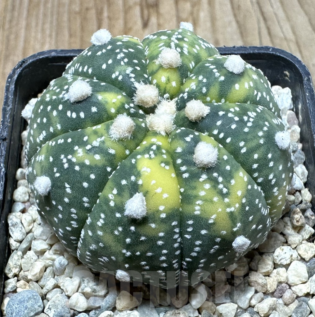 SHPR35420 Astrophytum asterias f.variegata