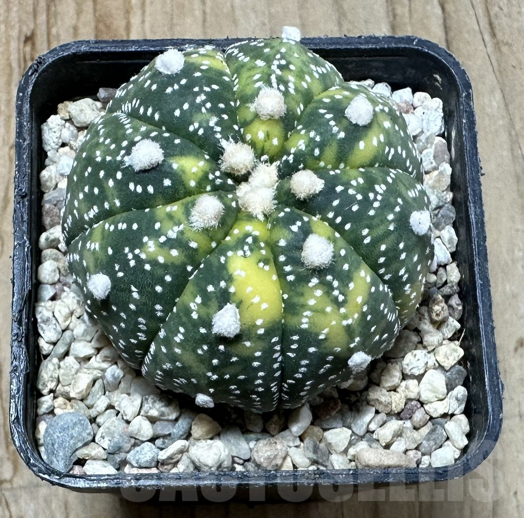 SHPR35420 Astrophytum asterias f.variegata - Imagen 2