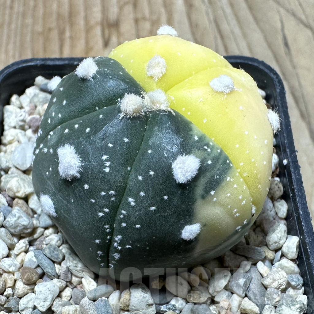 SHPR35423 Astrophytum asterias f. variegata, 5-ribs - Imagen 2