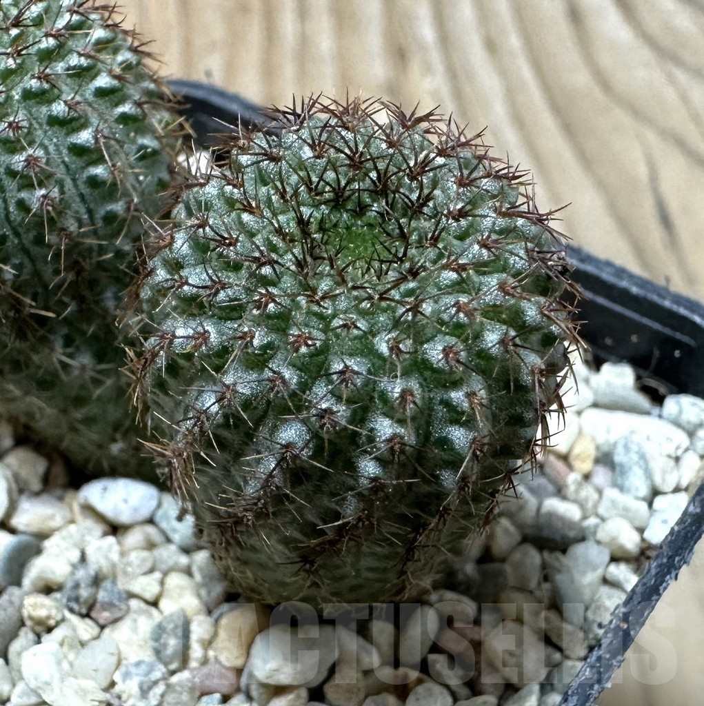 SHPR35363 Frailea chiquitana