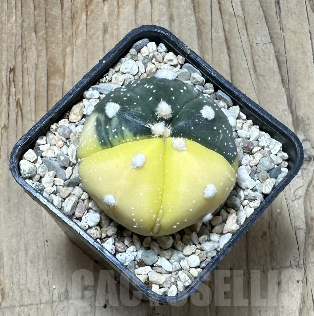 SHPR35423 Astrophytum asterias f. variegata, 5-ribs - Imagen 3