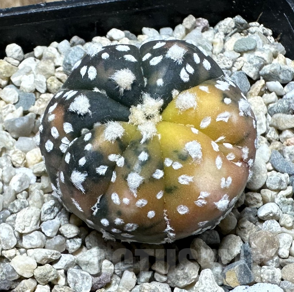 SHPR35425 Astrophytum asterias ‘Purple Skin’ f. variegata