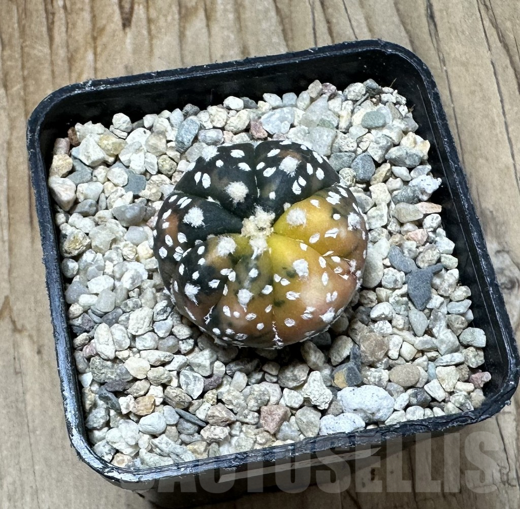 SHPR35425 Astrophytum asterias ‘Purple Skin’ f. variegata - Imagen 2