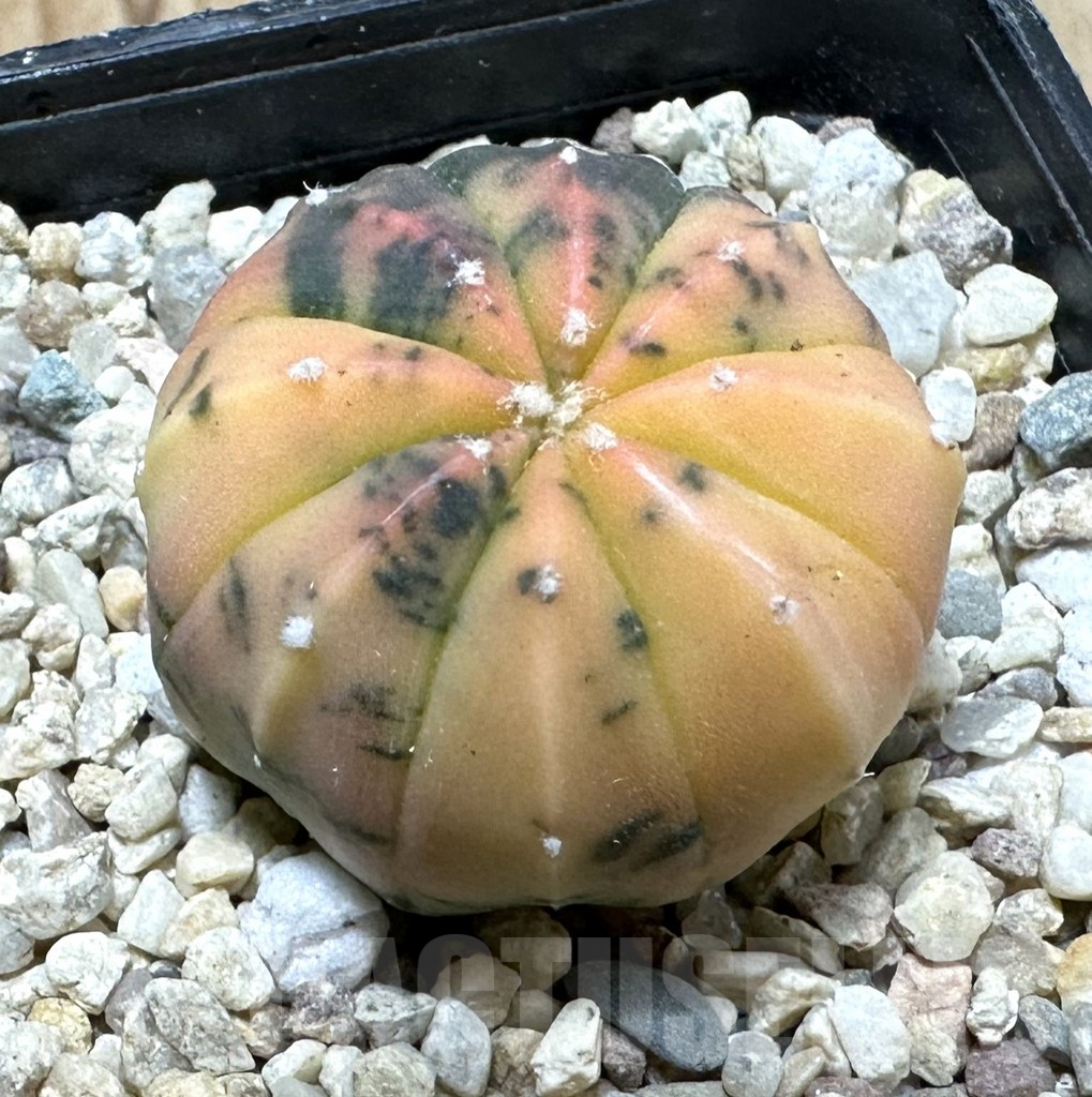 SHPR35426 Astrophytum asterias ‘Purple Skin’ f. variegata