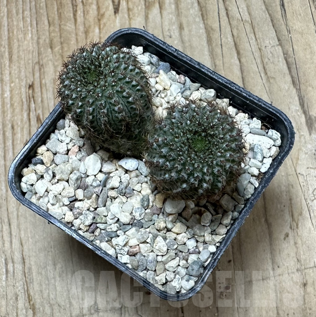 SHPR35363 Frailea chiquitana - Image 3